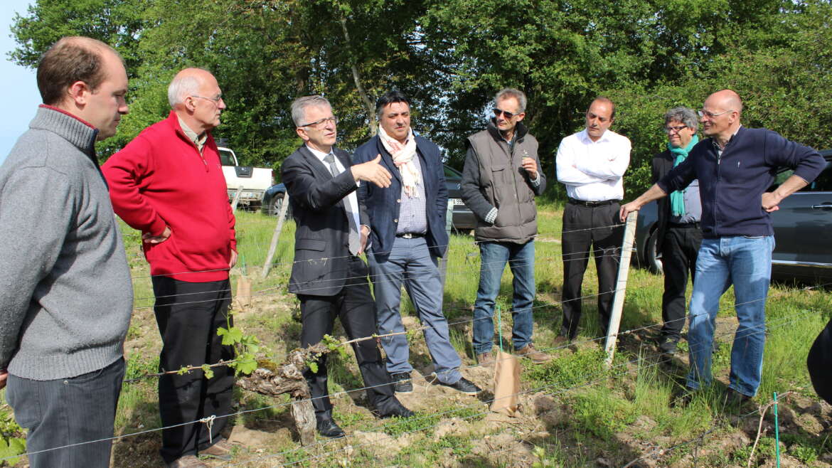 La filière viticole de la région Centre-Val de Loire